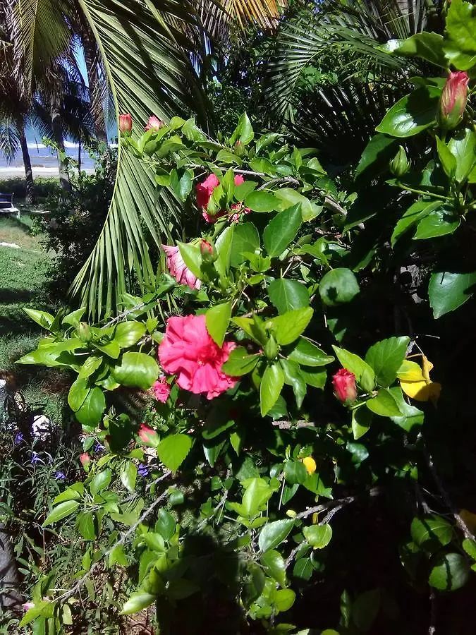 Marblue Apartment Treasure Beach